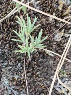 Rocky Mountain Fameflower thumbnail 2