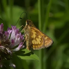 Peck's Skipper thumbnail 3