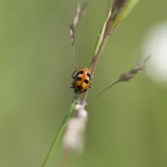 Parenthesis Lady Beetle thumbnail 3