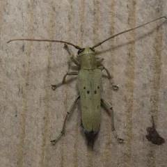 Linden Borer thumbnail 4
