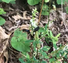 Ammophila nigricans thumbnail 3
