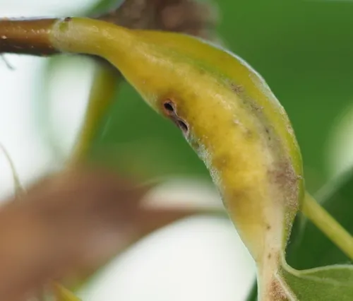 Melikaiella tumifica