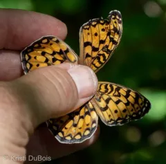 Edwards's Fritillary thumbnail 2