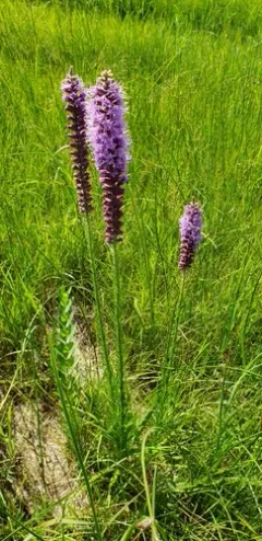 lanceleaf blazing star thumbnail 4