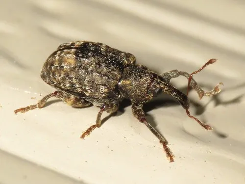 Pecan Gall Curculio
