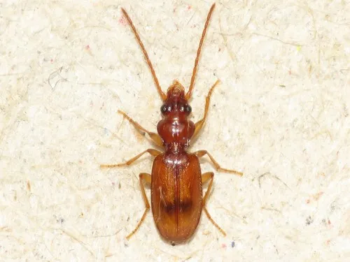 Discus Riverbank Ground Beetle