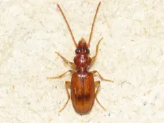 Discus Riverbank Ground Beetle thumbnail 1