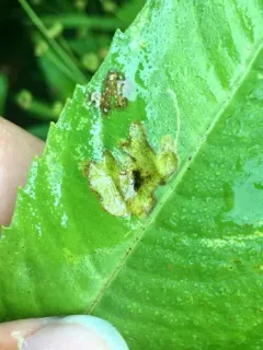 Calycomyza platyptera thumbnail 1