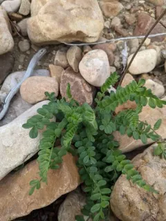 Northern Jacob's-ladder thumbnail 4