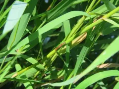 Short-winged Conehead thumbnail 3