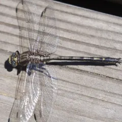 Dusky Clubtail thumbnail 4