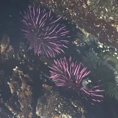 Pacific Purple Sea Urchin thumbnail 3