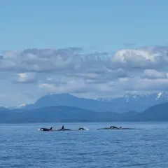 Orca thumbnail 1