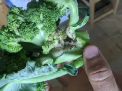 Swede Midge thumbnail 2