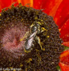 Rugose-chested Sweat Bee thumbnail 4