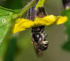 Williston's Cellophane Bee thumbnail 3