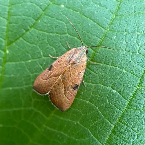 Wedgling Moth