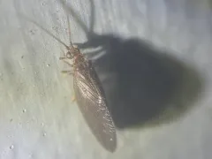 Sisyra vicaria thumbnail 1