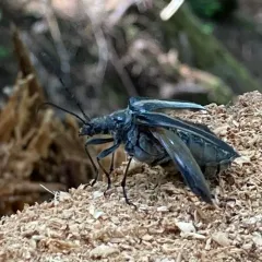 Stenocorus flavolineatus thumbnail 2