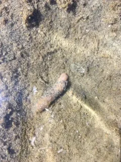 Burrowing Sea Cucumber thumbnail 4