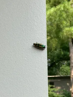 Red-legged Buprestis Beetle thumbnail 2