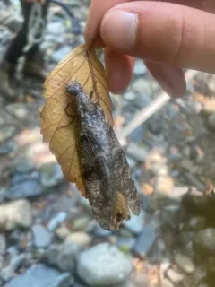 Orohermes crepusculus thumbnail 3