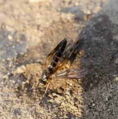 Dialysis elongata thumbnail 4
