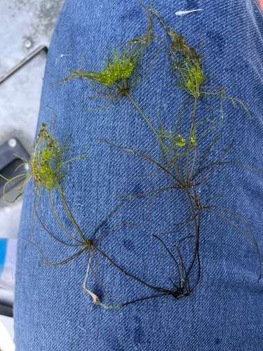 Great Tassel Stonewort