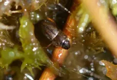 Helochares punctatus thumbnail 3