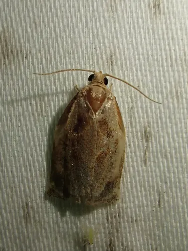 Archips magnoliana