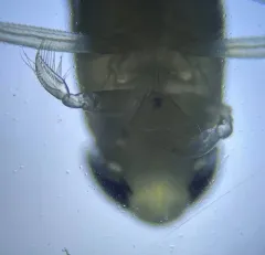Palmacorixa nana thumbnail 2