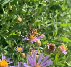 Interrupted Hornet Fly thumbnail 3