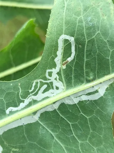 Phytomyza lactuca