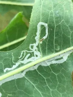 Phytomyza lactuca thumbnail 1