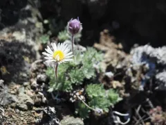 Salish Daisy thumbnail 3