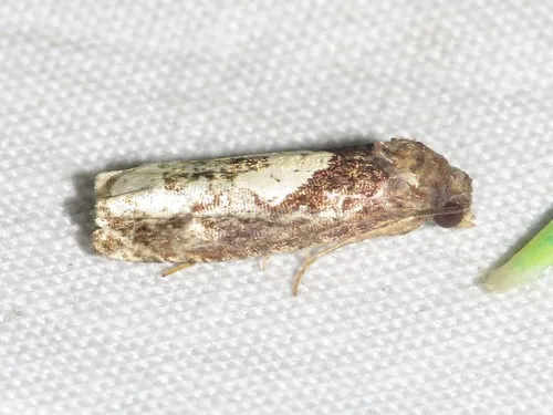 Epiblema dorsisuffusana