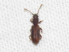 Silvanoprus angusticollis thumbnail 1