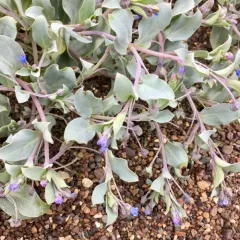 Oysterplant thumbnail 4