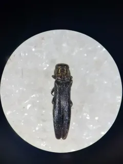 Maple Agrilus thumbnail 3