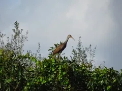 Limpkin thumbnail 3