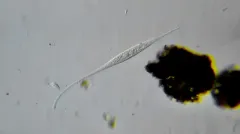 Amphileptus procerus thumbnail 1