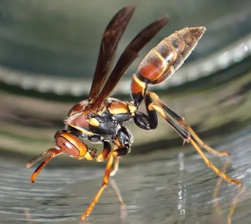 Bahamian Paper Wasp