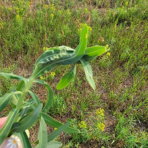 Lobesia euphorbiana