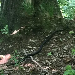Gray Ratsnake thumbnail 4