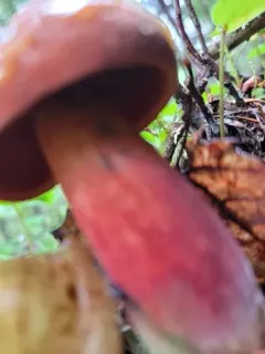 Boletus carminiporus thumbnail 3