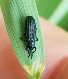 Anisostena nigrita thumbnail 3