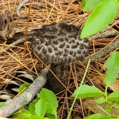 Old-man-of-the-woods thumbnail 3