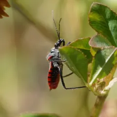 Rhynocoris ventralis thumbnail 4