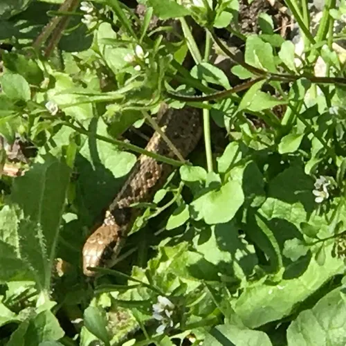 Northwestern Garter Snake