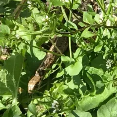 Northwestern Garter Snake thumbnail 1
